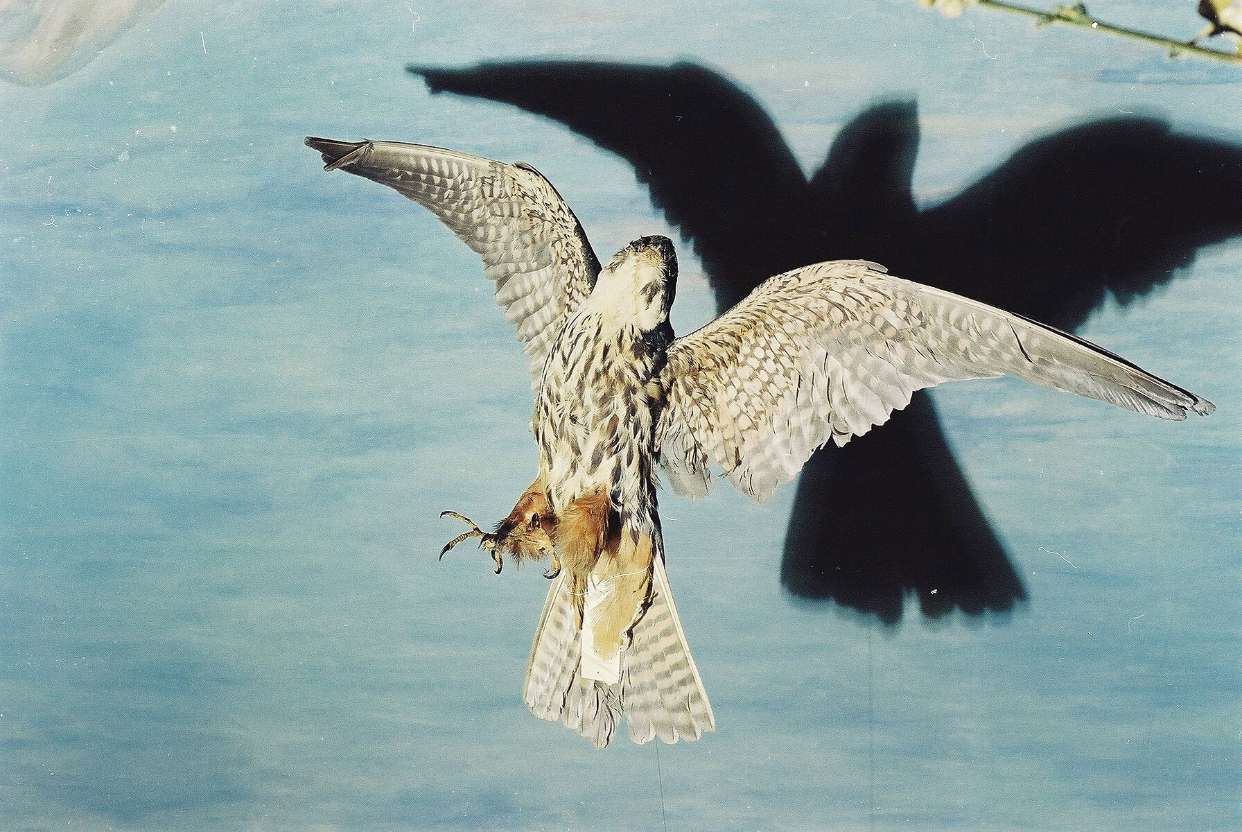 Special Edition (ex-Natural History Museum of Kosovo)