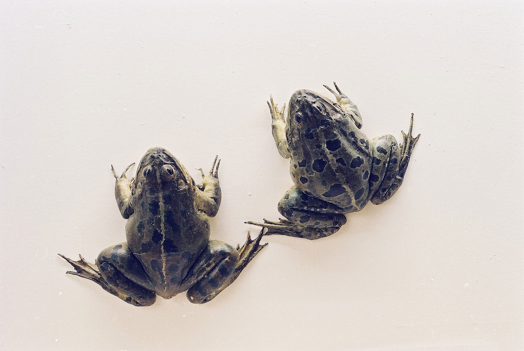 Special Edition (ex-Natural History Museum of Kosovo)