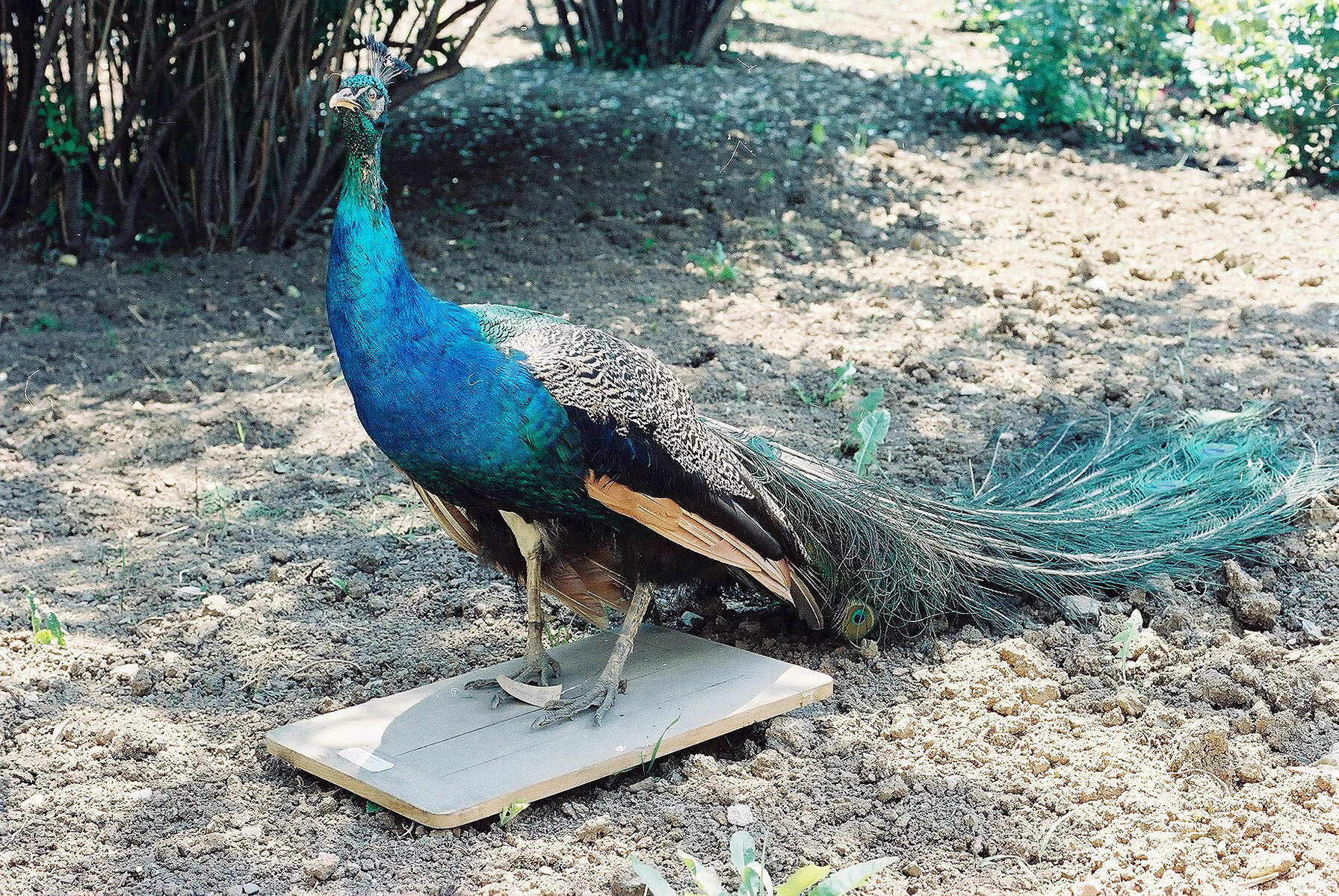 Special Edition (ex-Natural History Museum of Kosovo)