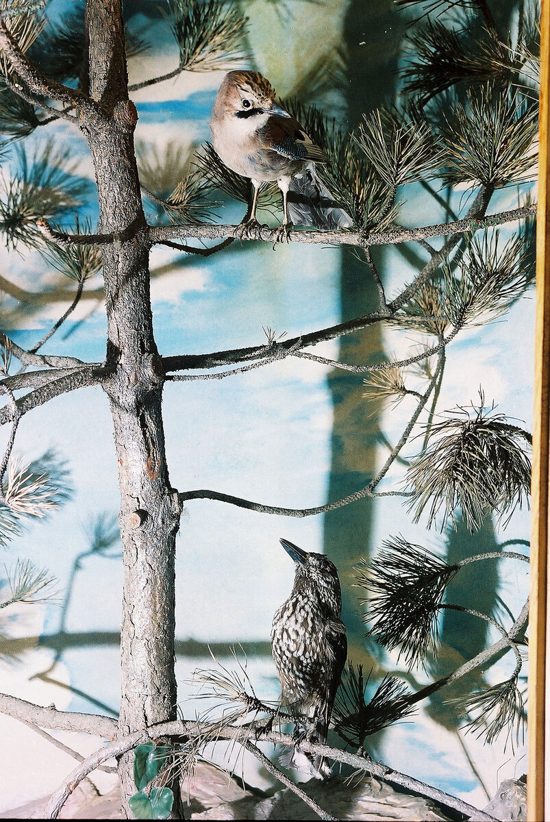 Special Edition (ex-Natural History Museum of Kosovo)