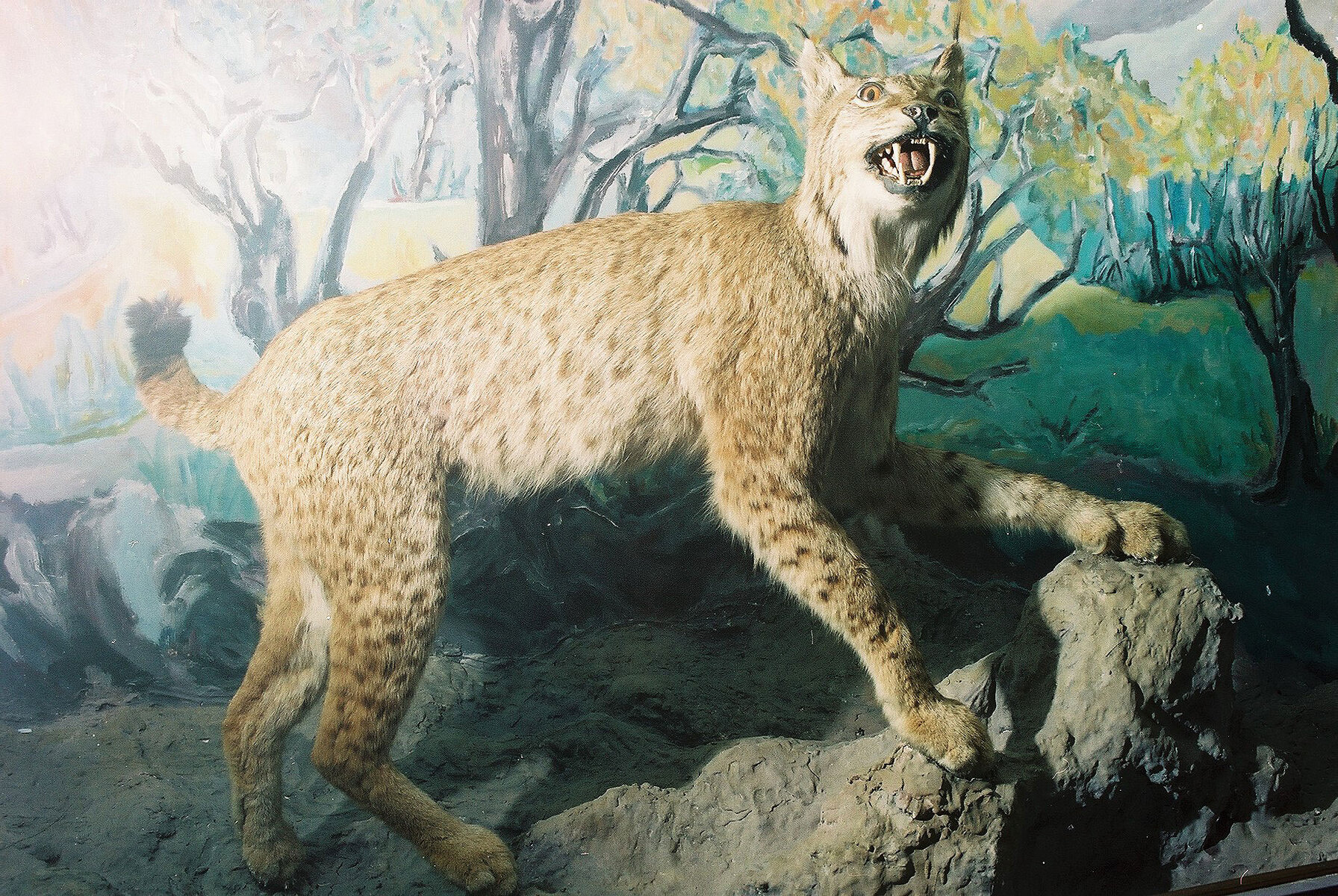 Special Edition (ex-Natural History Museum of Kosovo)