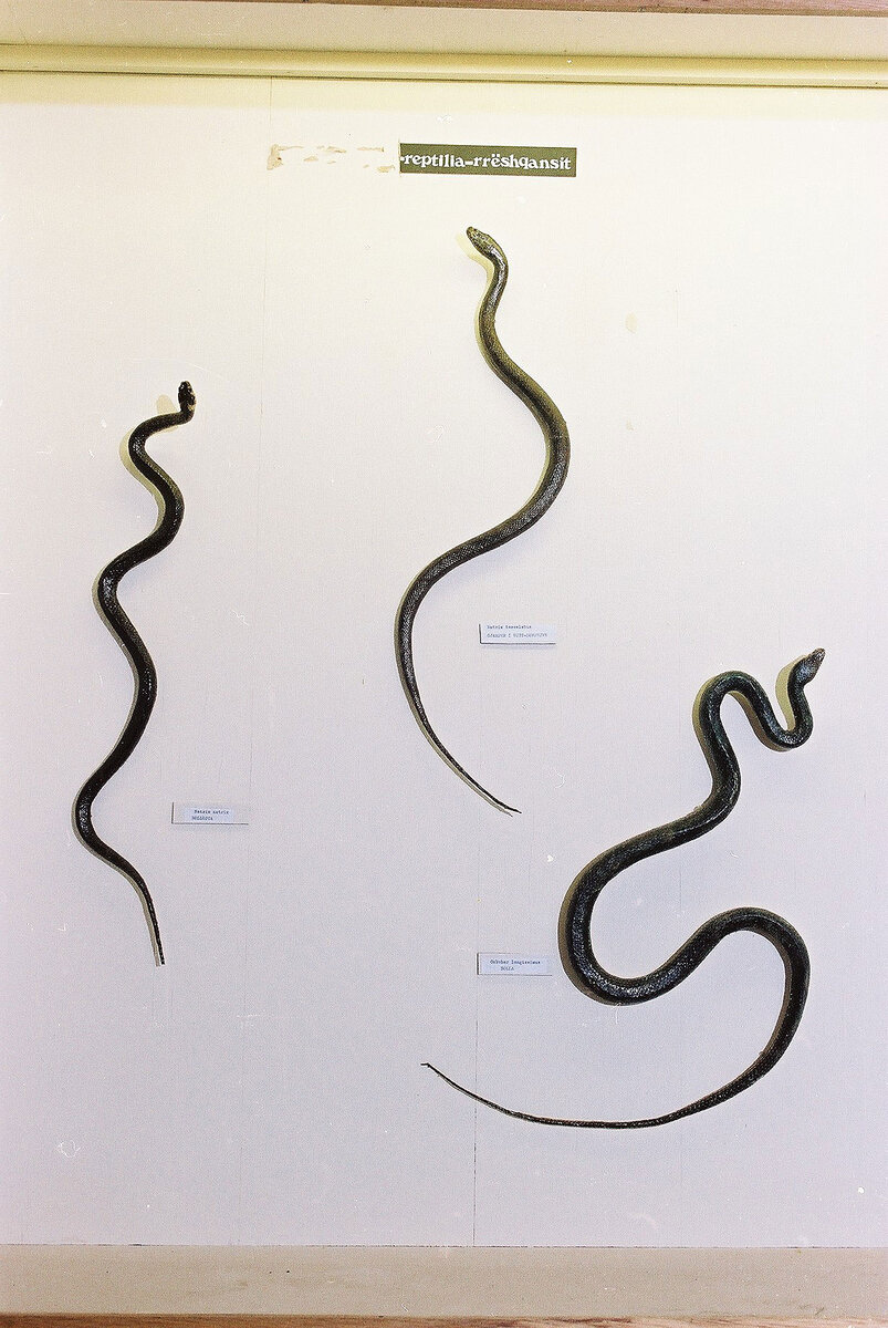 Special Edition (ex-Natural History Museum of Kosovo)